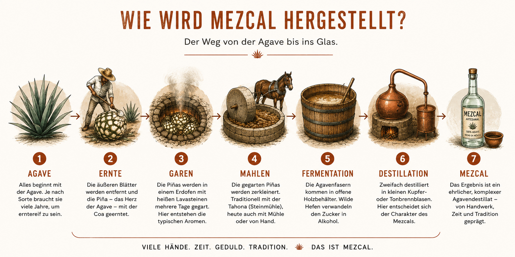 Infografik zur Herstellung von Mezcal von der Agave bis zur Destillation